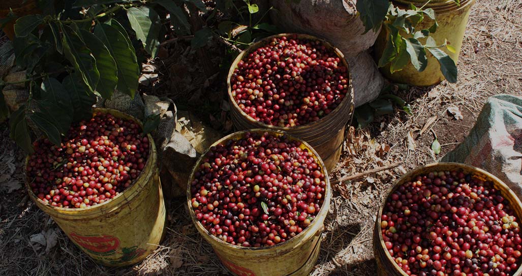 Inside Thoughts | Infused Coffees with Matteo D'Ottavio