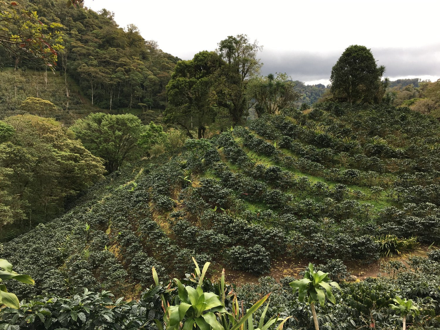 Farm Focus | San Pedro, Nicaragua