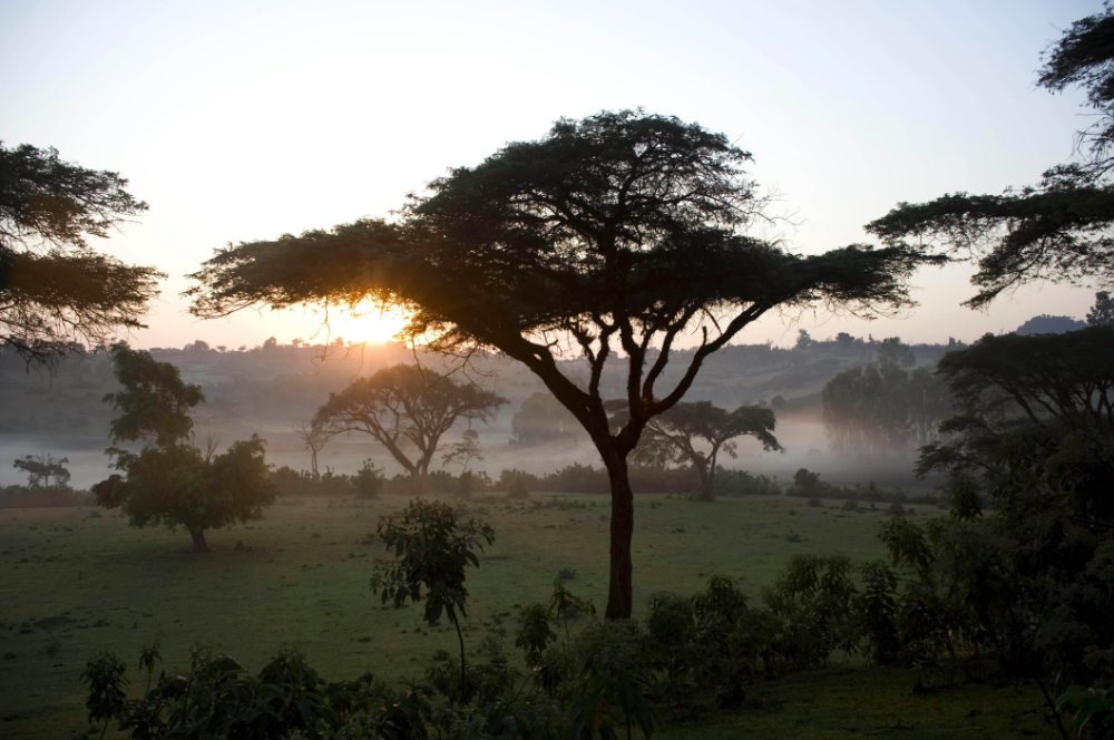 Farm Focus | Wolichu Wachu