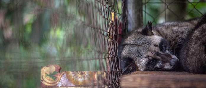 On Coffee | The Truth About Kopi Luwak
