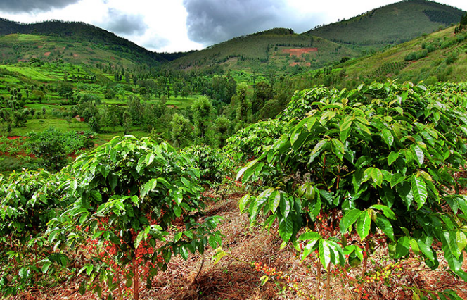 Farm Focus | Huye Mountain, Rwanda