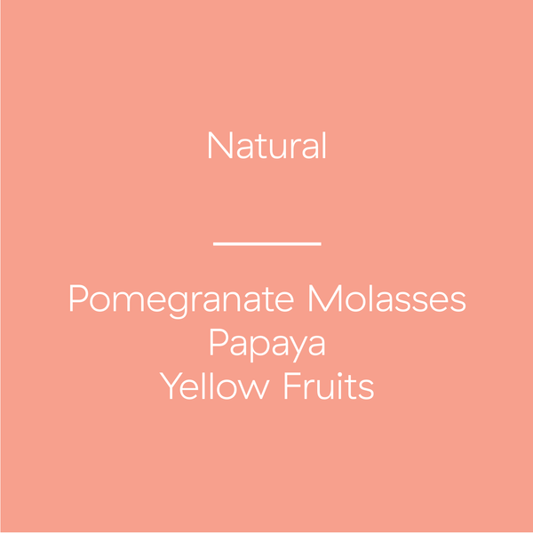 Colombia | El Zacatin