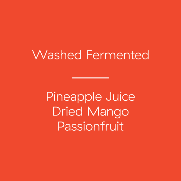 Nicaragua | Santa Luz | Pineapple Candy